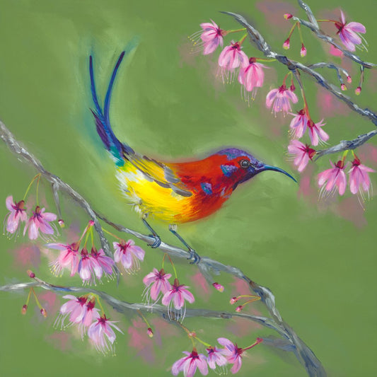 South African Sunbird