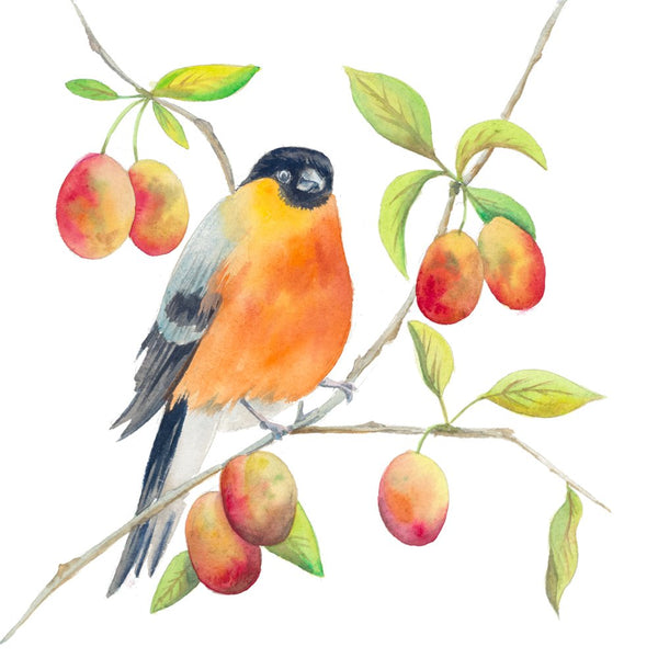 BULLFINCH WITH PLUMS (WATERCOLOUR)