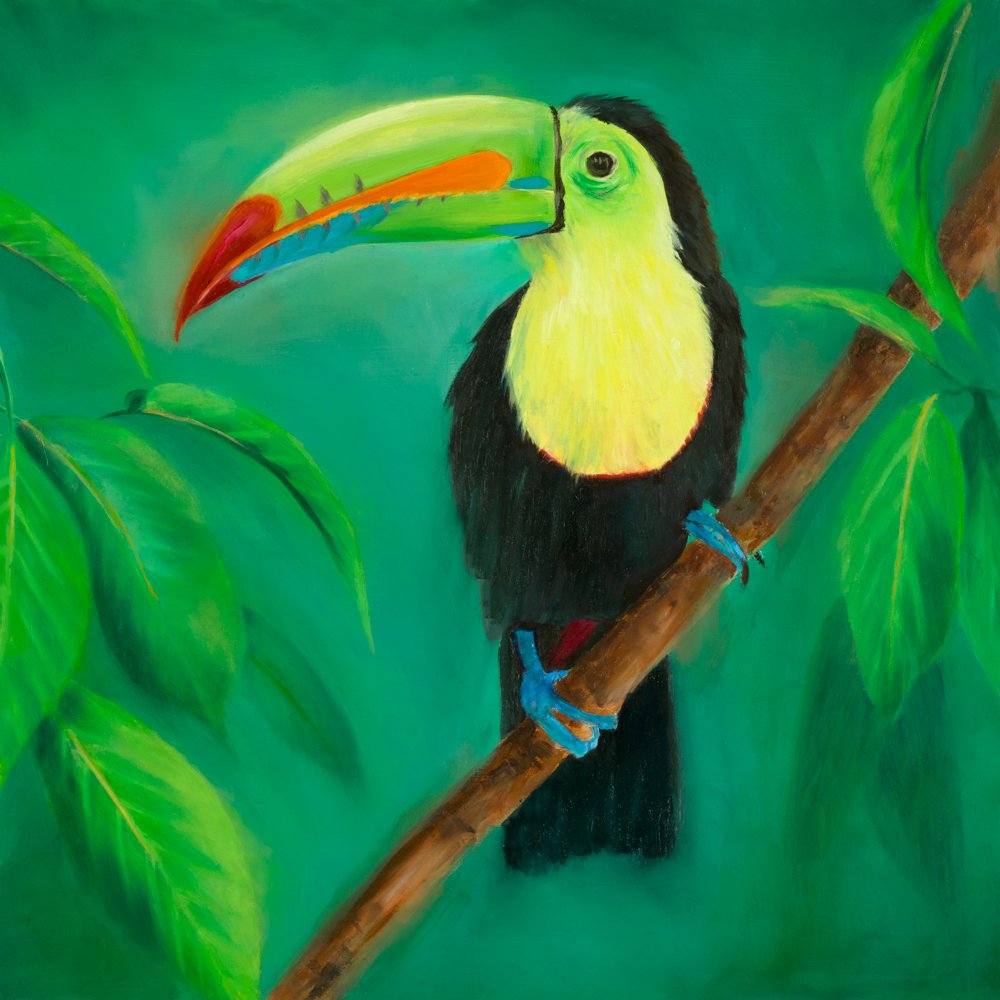 Keel Billed Toucan