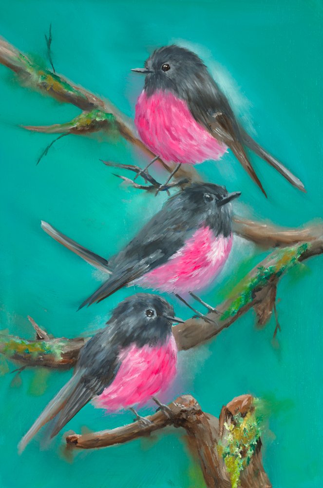 PINK BREASTED ROBINS